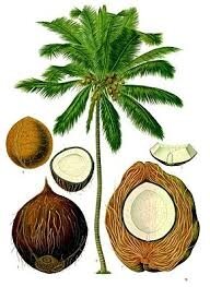 Résultat de recherche d'images pour "cocotier"