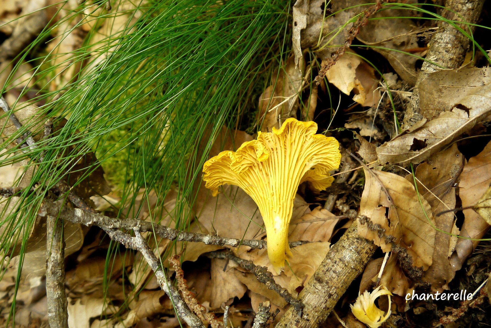 ALLER AUX CHAMPIGNONS REGARD