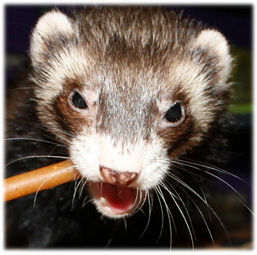 alimentdangereuxfuret (3)