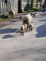 chez cathytutu rando mouton la bergerie urbaine collonges au mont dor (21) - Copie