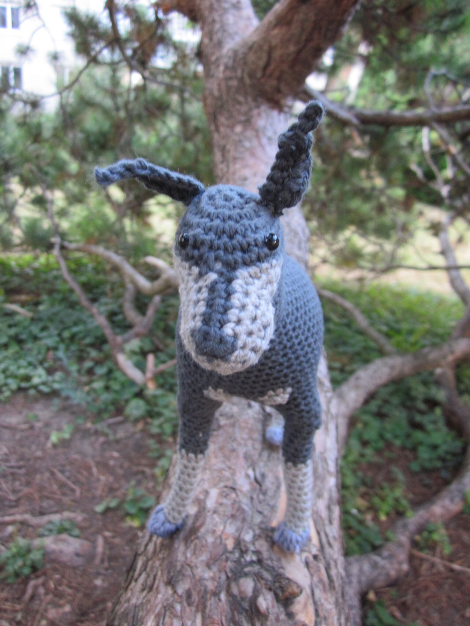 Test crochet - Dobermann... - Bienvenue chez moi