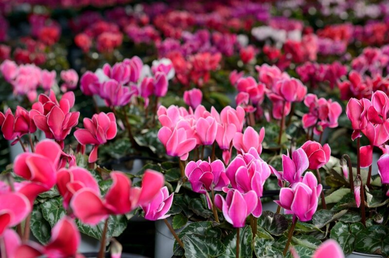 cyclamen-de-perse
