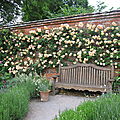 Le jardin anglais : Mottisfont Abbey et sa roseraie