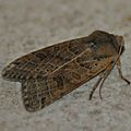 Omphaloscelis lunosa (Omphaloscélis à lunule, Xanthie lunulée)