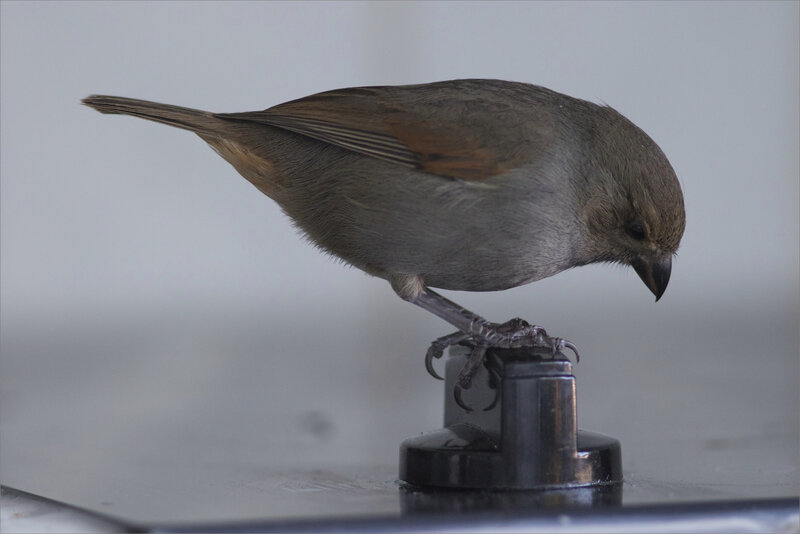 Martinique J10 7D Madi 5 YM oiseau proxi gaz
