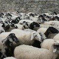 La fête du mouton à Ardes