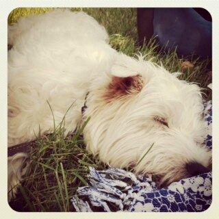 Dog Friendly Place Le Grand Parc Château De Versailles