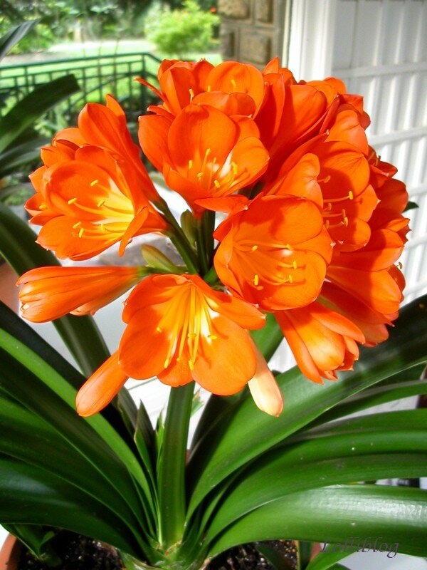 Fleur orange (connais pas son nom). - Photo de Jardin - Lolliblog