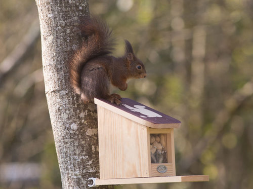 Mangeoire écureuils - Où installer une mangeoire à écureuil ?