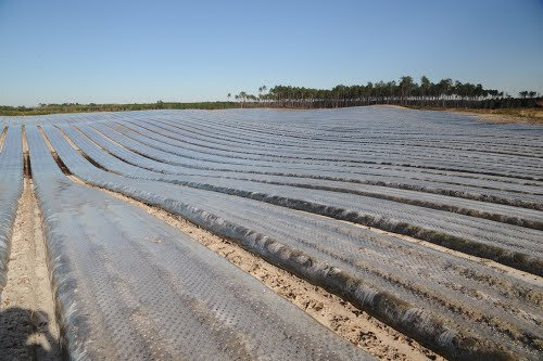 Photo-cultures-carottes-Lüe-Landes