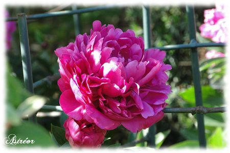 fleur_h