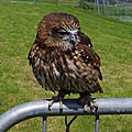 Elfics_2015_dimanche (90)