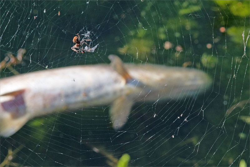 Sécheresse poisson mort araignée 2 080822