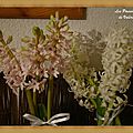 La ronde des fleurs : les jacinthes...