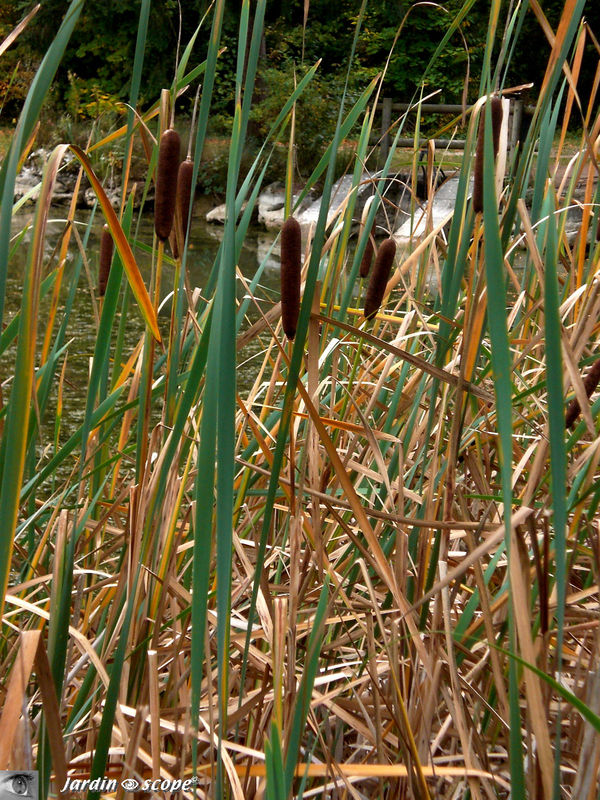 Typha latifolia variegata étang plantes étang Plante Marais Coloré Massette