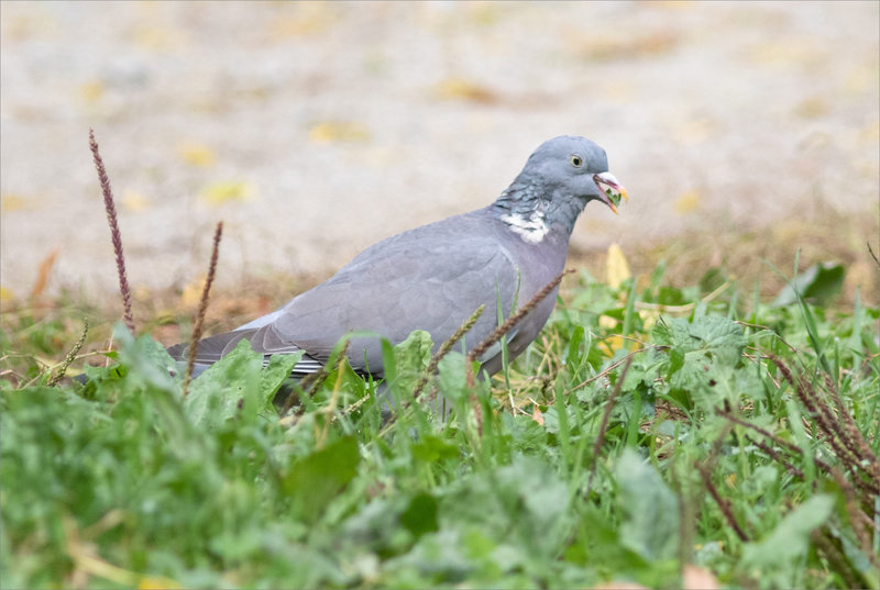 Oiseau pigeon ramier mange plantain 211021 ym 6