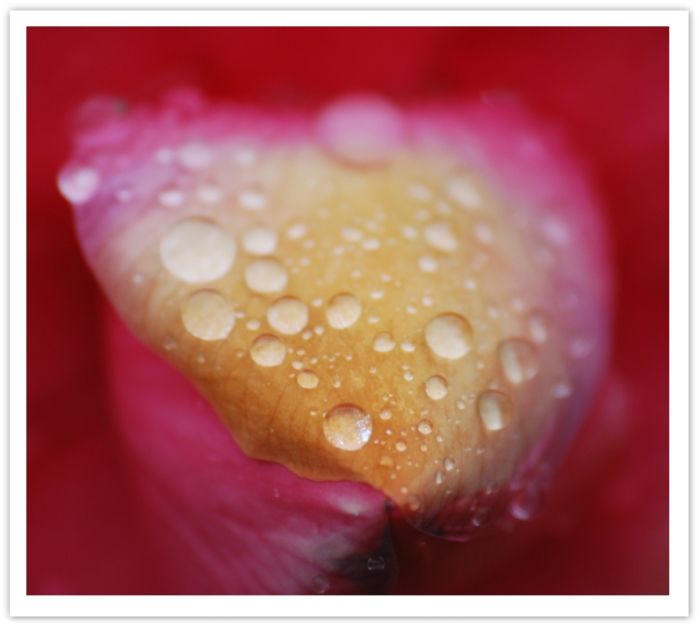 camelia