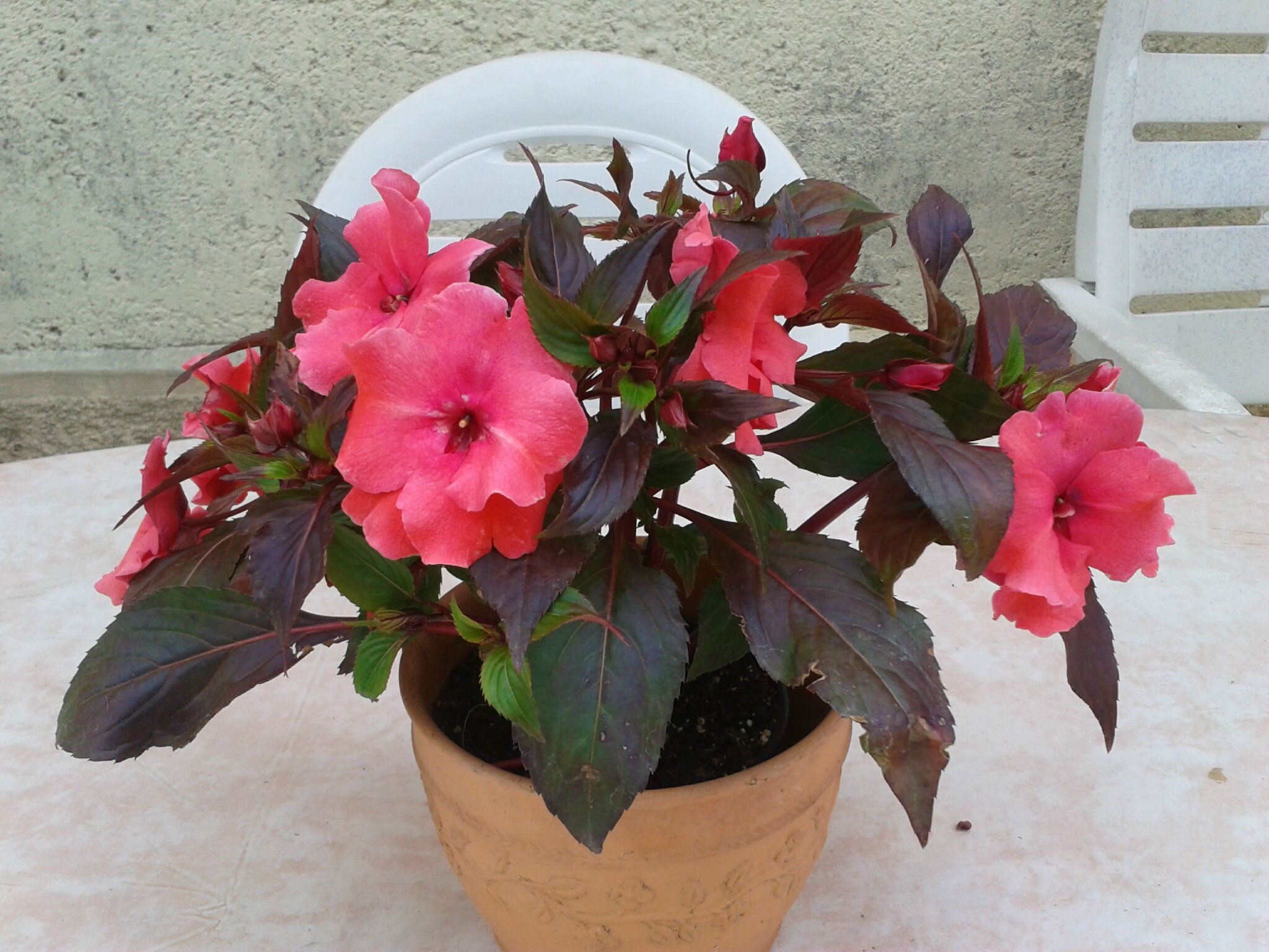 ******Fleurs d\u0027été******