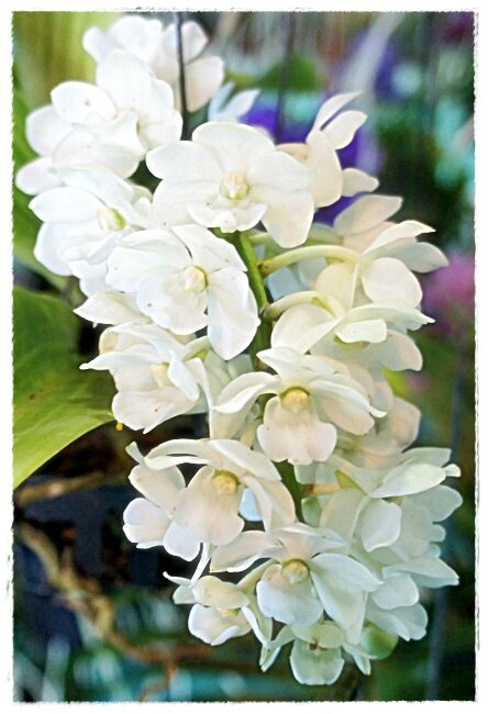 MACRO ORCHIDEE BRANCHE BLANCHE