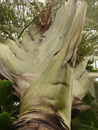 Kew_garden_2006__Large_