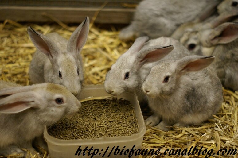LAPIN GRIS 02