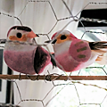 oiseau1