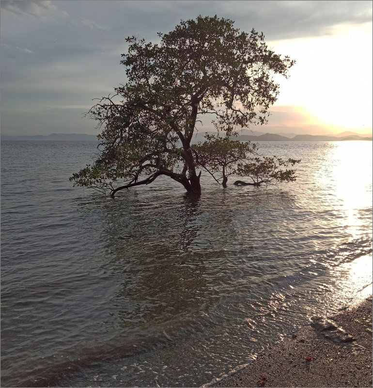 J12 CR smartphone 121219 12 ym arbre seul marée haute