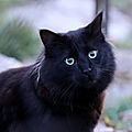 Photos JMP©Koufra 12 - Le Caylar - Chat - 20022019 - 0002