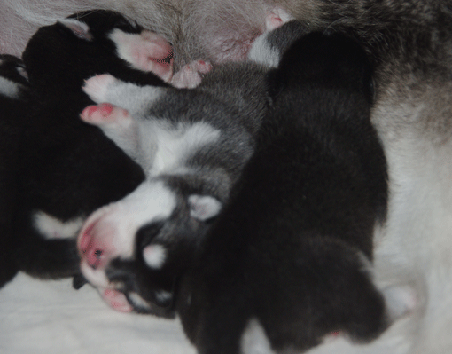 puppies_0502_01