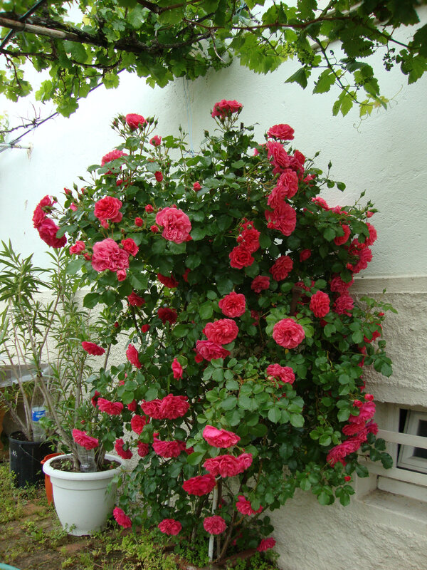 DSC06377