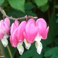 Cœur de Marie • Dicentra spectabilis