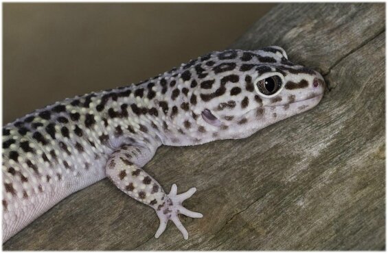 agereptile (1)