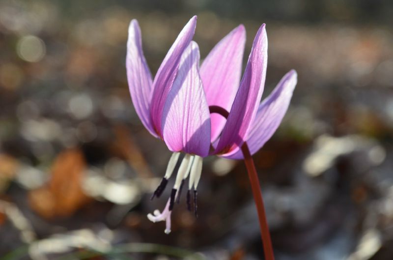 Erythrone dent de chien en chênaie claire - Photo de Fleurs du 