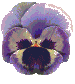 pansy710
