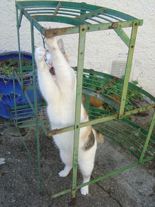 Mia_la_chatte___14_Novembre_2009_002