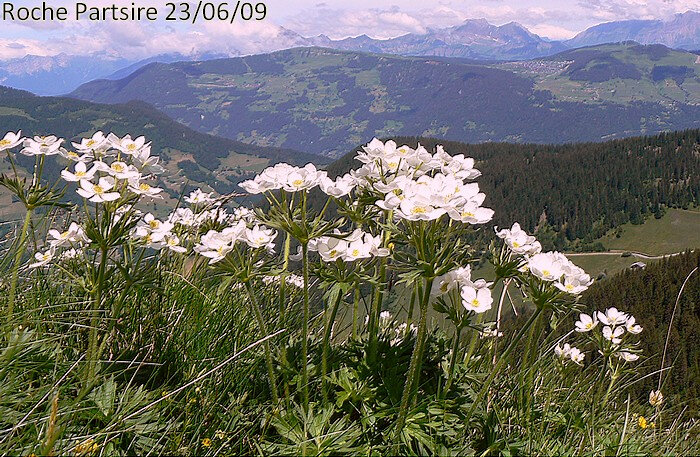 Anémone à Fleurs De Narcisse Blog Végétal