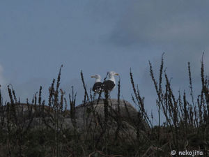 IMG_10635C