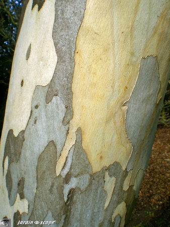 Eucalyptus_niphophila