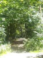 Forêt