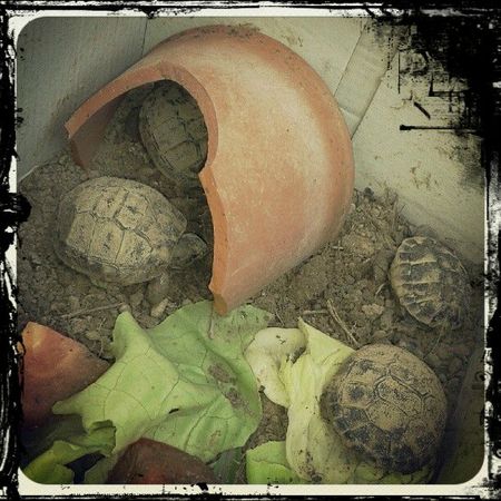 2012-09-09_bebes-tortues