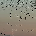 IMG_0324 - Copie