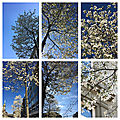 Les magnolias de corée