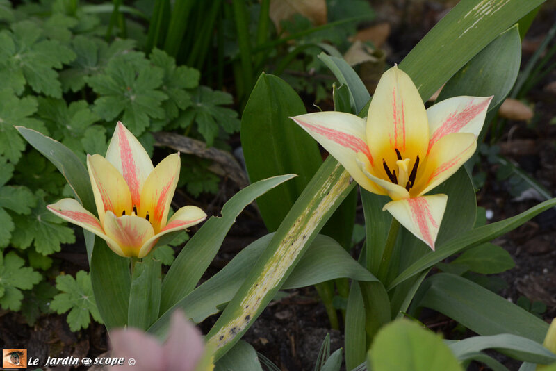 Tulipes-striées-1