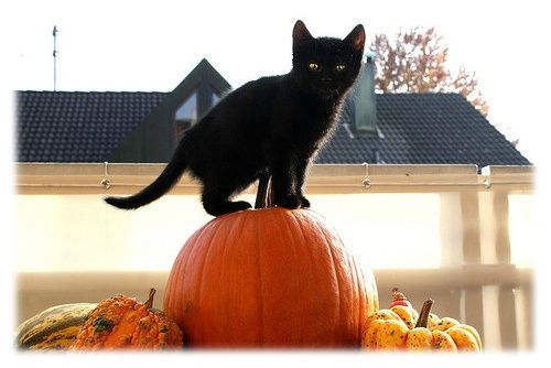 citrouille chat