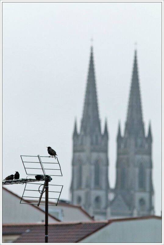 ville etourneaux antenne clochers 170416 3_1
