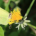 IMG_4435