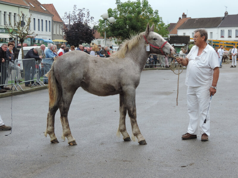 Junior du Clocher - 13 Octobre 2019 - Concours de Poulains - Hucqueliers (62) - 4e (Boulonnais nés entre le 11 Mai et le 14 Juin 2019)