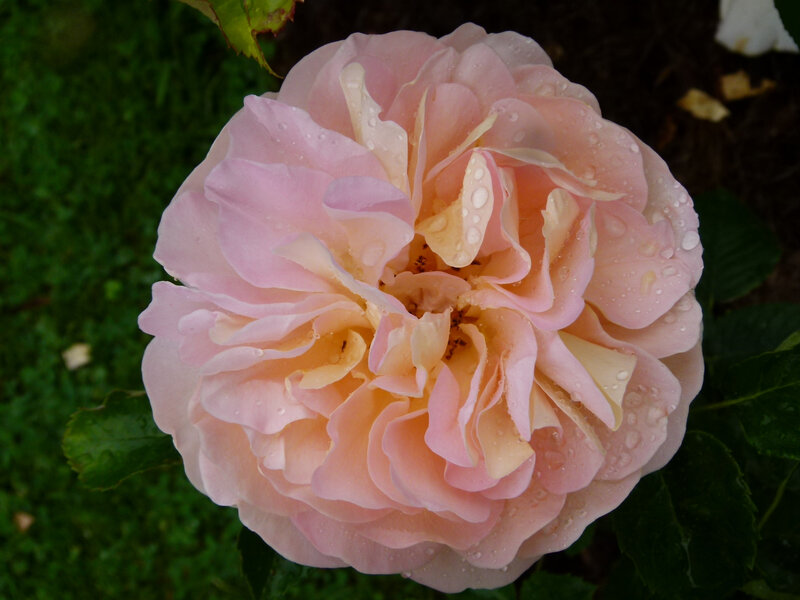 amelie rose