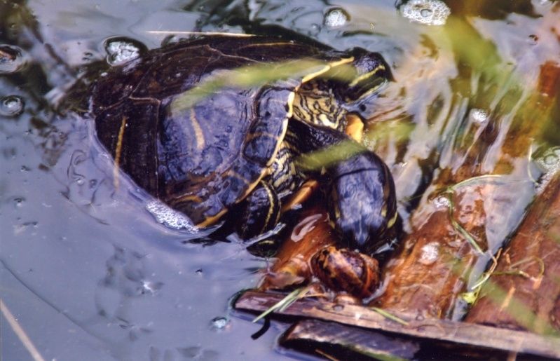 Que mange une tortue d'eau ? alimentation tortue d'eau