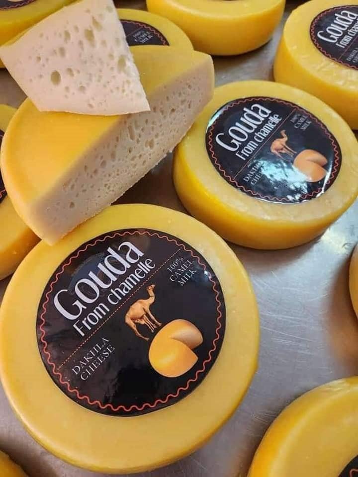 La fabrication du fromage au lait de chamelle